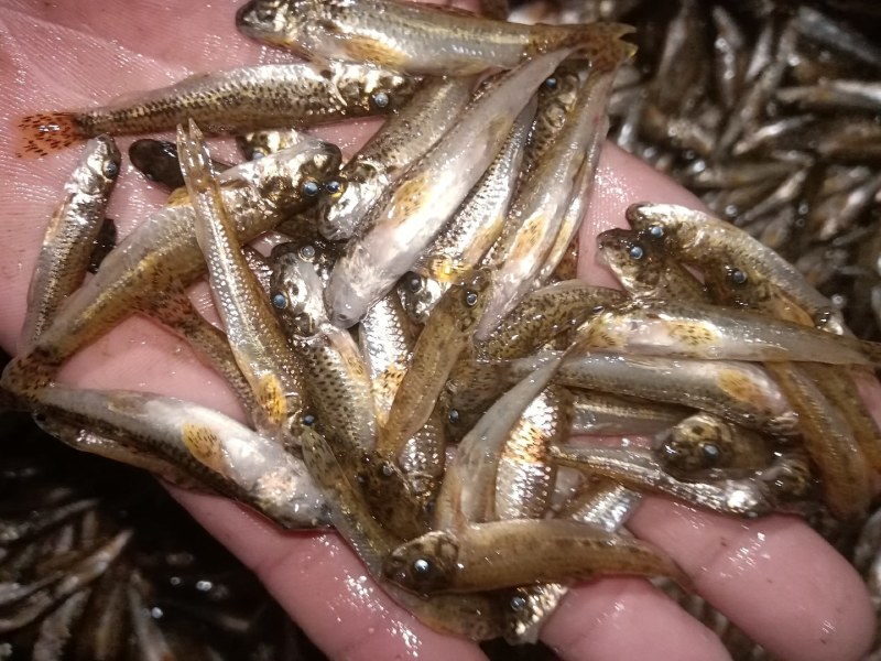 小河鱼