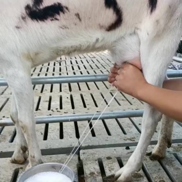 山羊奶