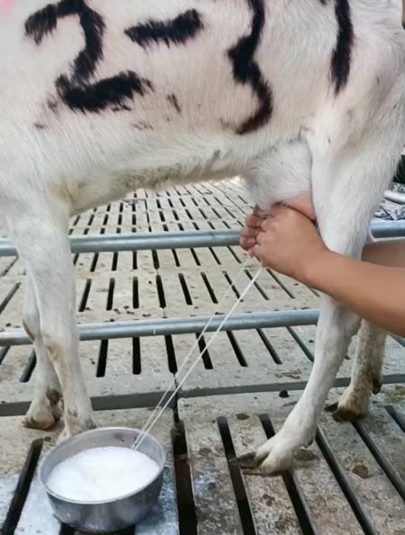 山羊奶