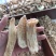 2024天麻昭通麻湖北麻无硫炖汤佳品产地直发质量保
