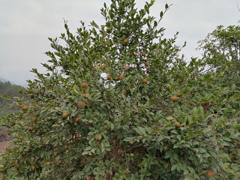 万木春山茶油