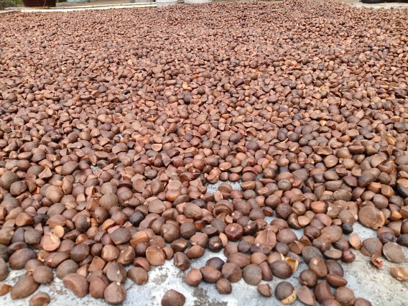 万木春山茶油