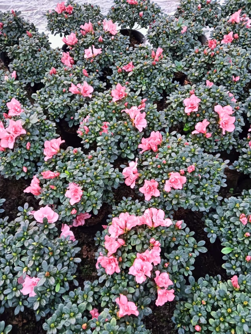 精品杜鹃花。