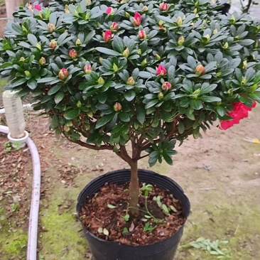 精品杜鹃花。