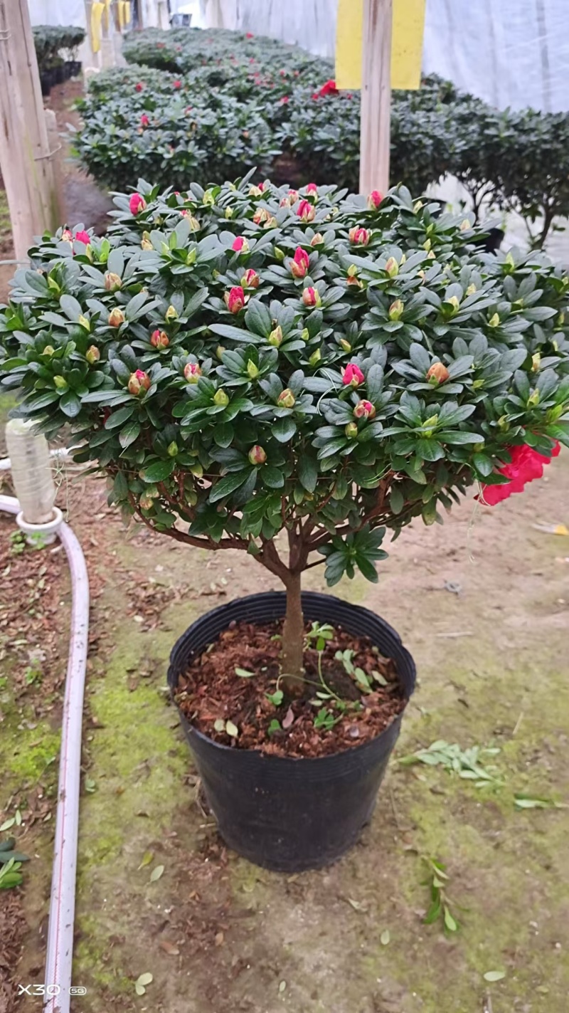 精品杜鹃花。