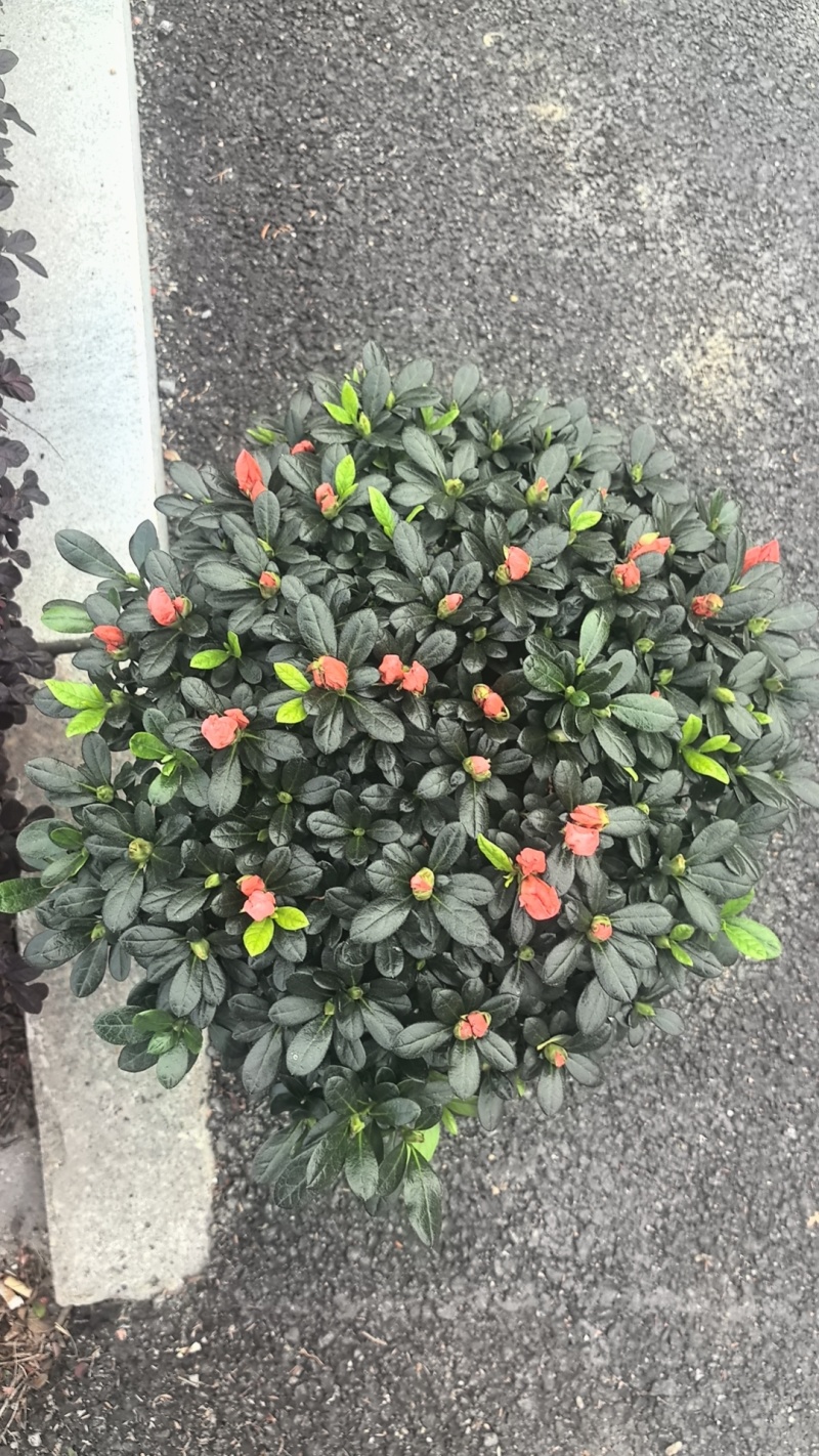 精品杜鹃花。