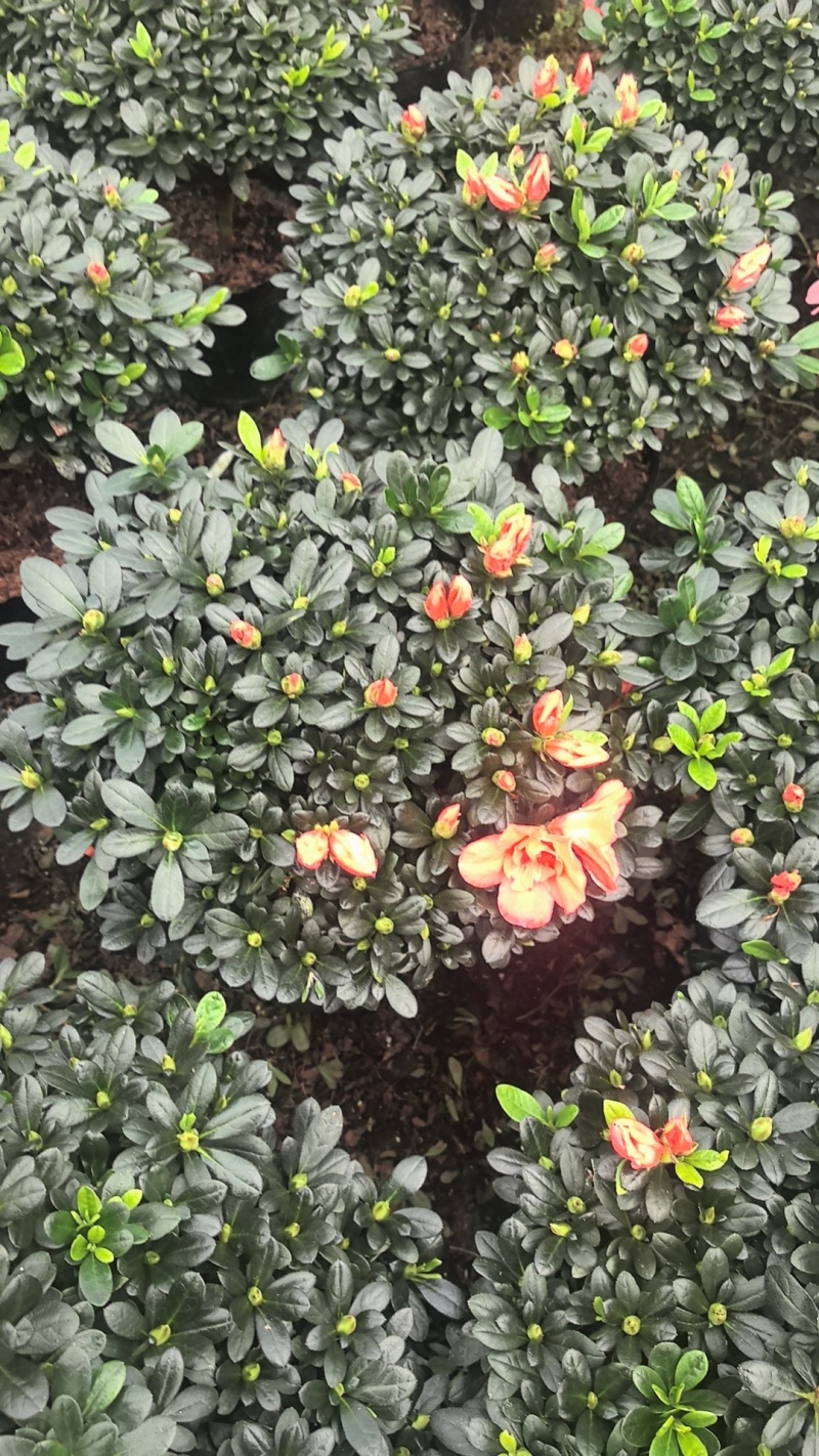 精品杜鹃花。