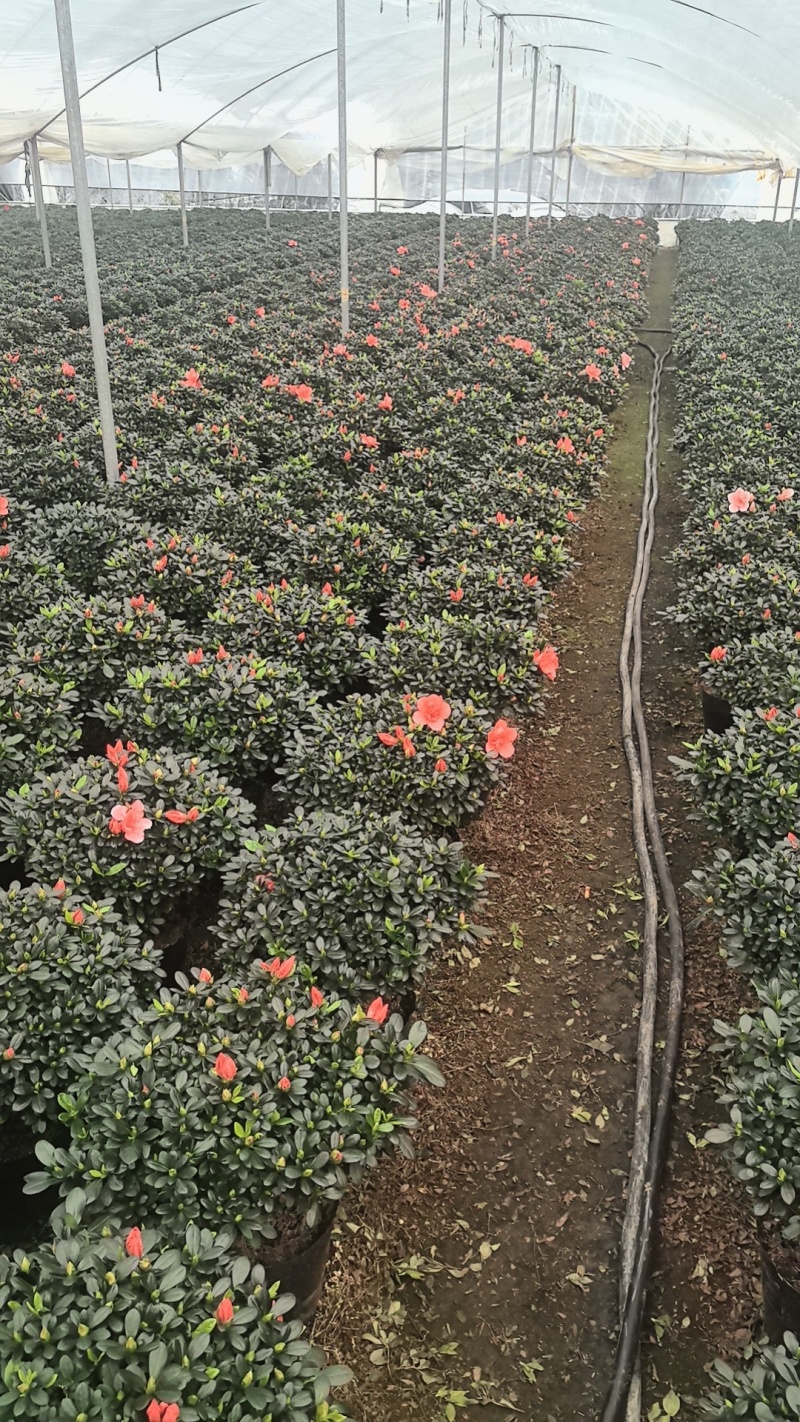 精品杜鹃花。