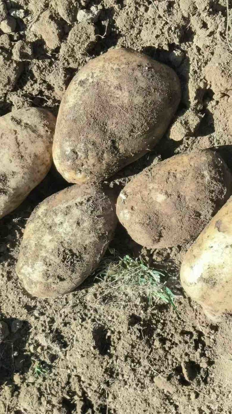 白心土豆口感质量超好