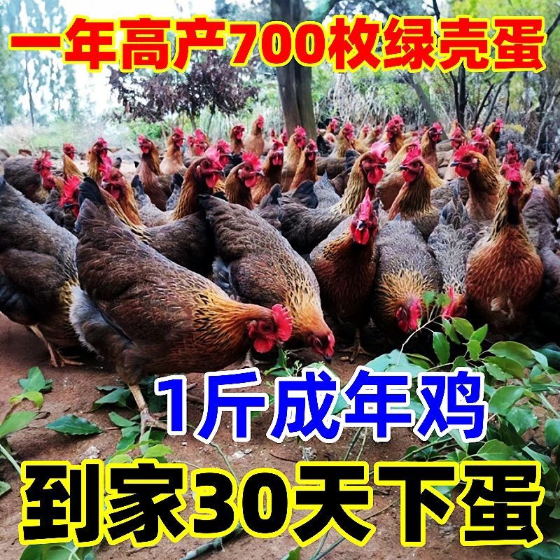 麻鸡苗【满1000送100】包防疫货到满意付款包运输