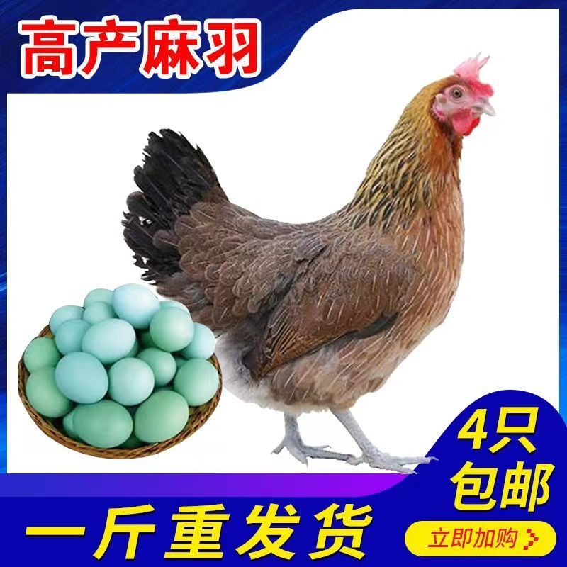 麻鸡苗【满1000送100】包防疫货到满意付款包运输