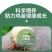 土鸡苗【满1000送100】包防疫货到满意付款包运输