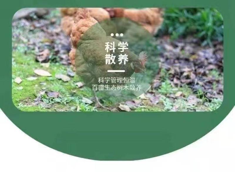 土鸡苗【满1000送100】包防疫货到满意付款包运输