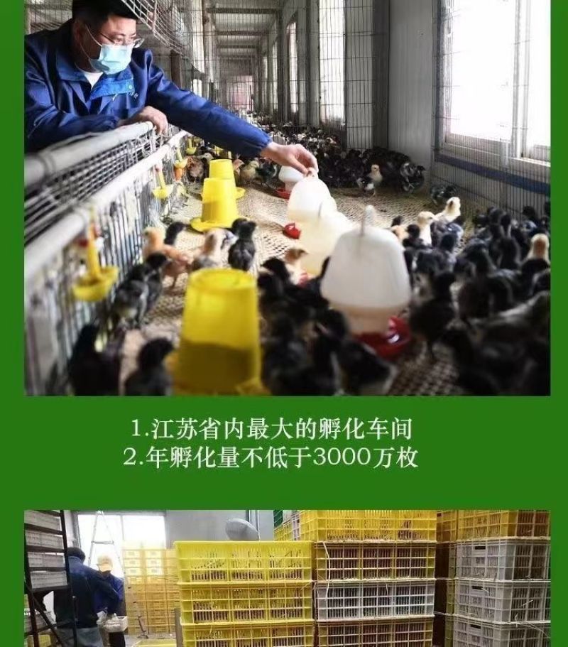 五黑鸡苗【满1000送100】包防疫货到满意付款包运输