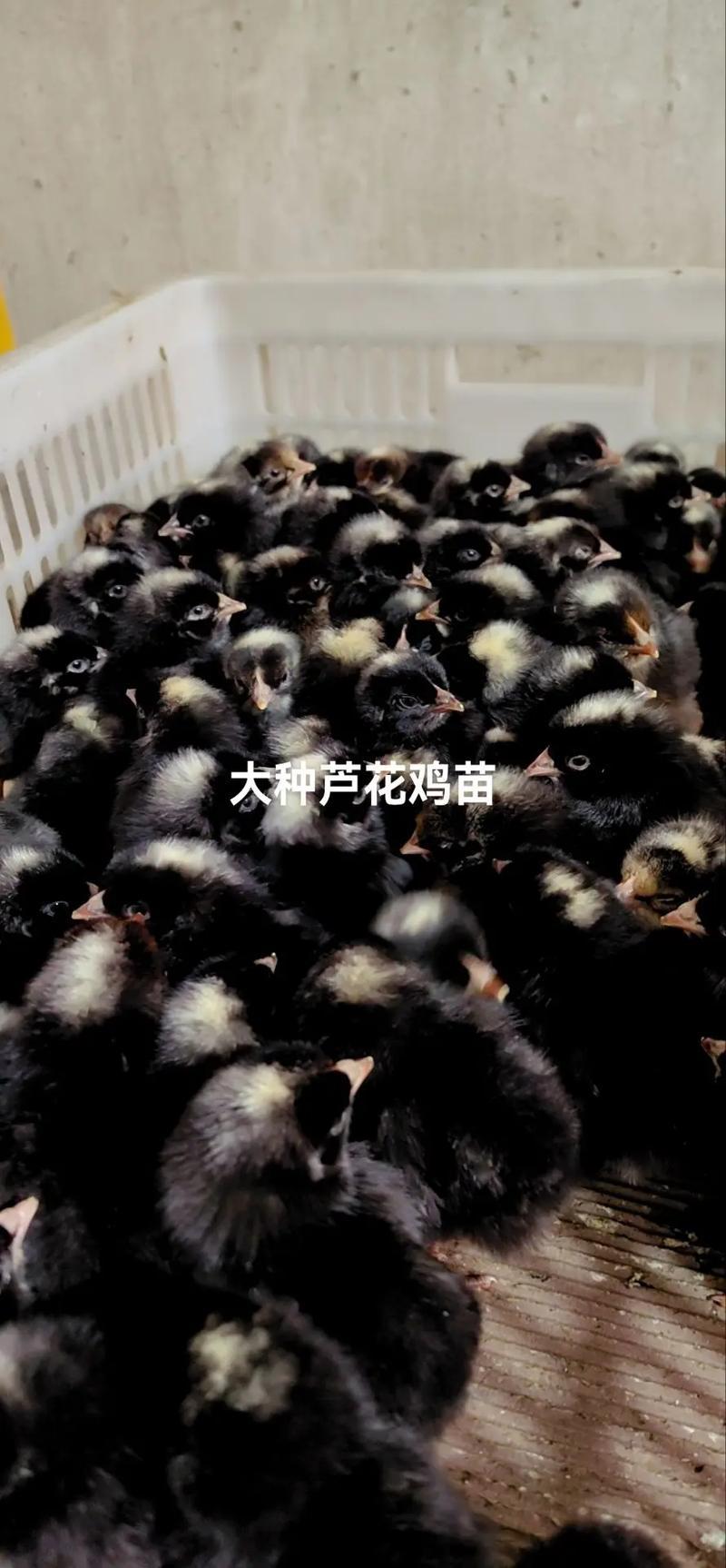 芦花鸡苗【满1000送100】包防疫货到满意付款包运输