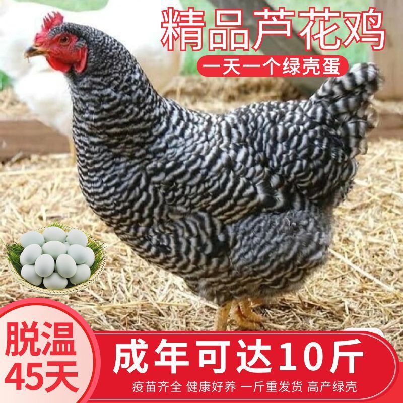 芦花鸡苗【满1000送100】包防疫货到满意付款包运输