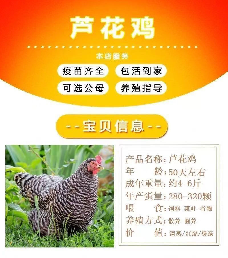 芦花鸡苗【满1000送100】包防疫货到满意付款包运输
