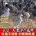芦花鸡苗【满1000送100】包防疫货到满意付款包运输