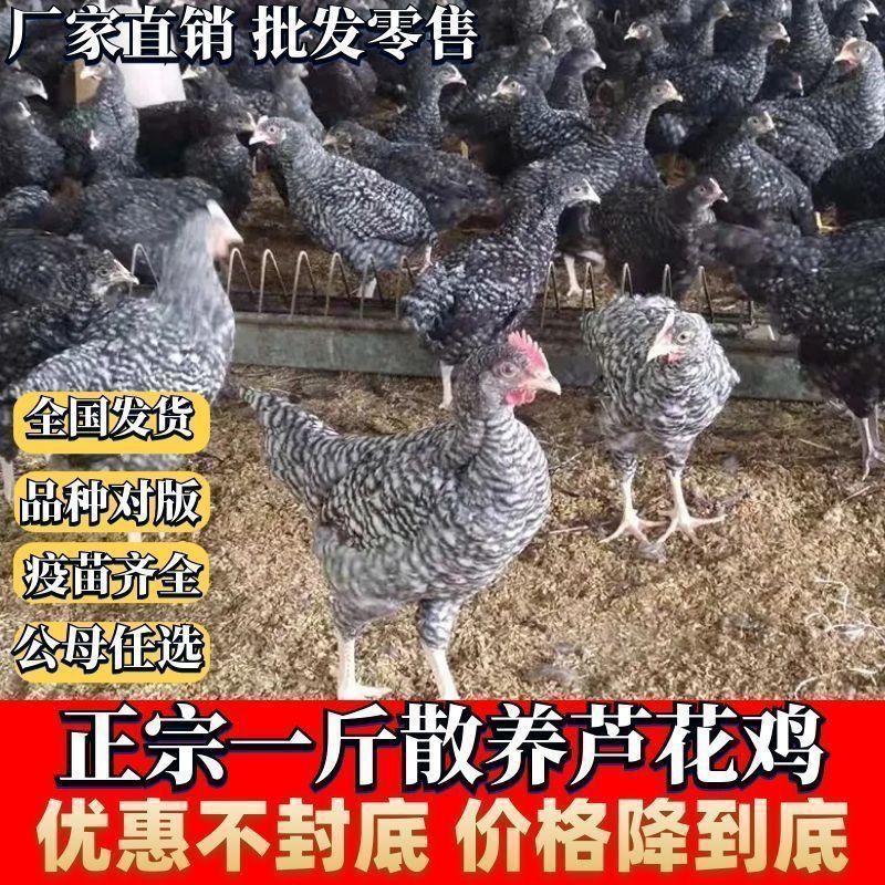 芦花鸡苗【满1000送100】包防疫货到满意付款包运输