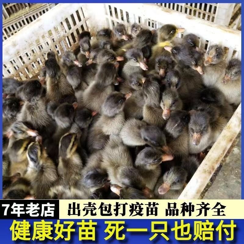 金锭鸭苗【满1000送100】包防疫货到满意付款包运输