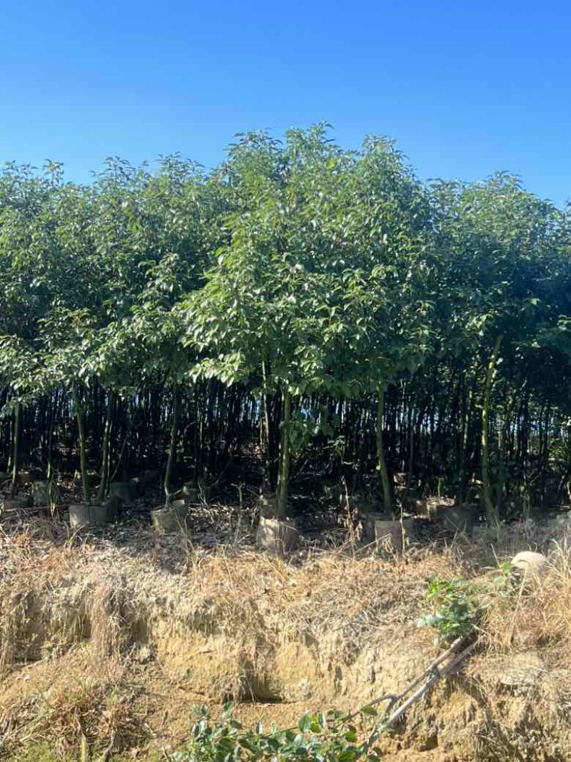 香樟原生苗1-3分，大量低价出售