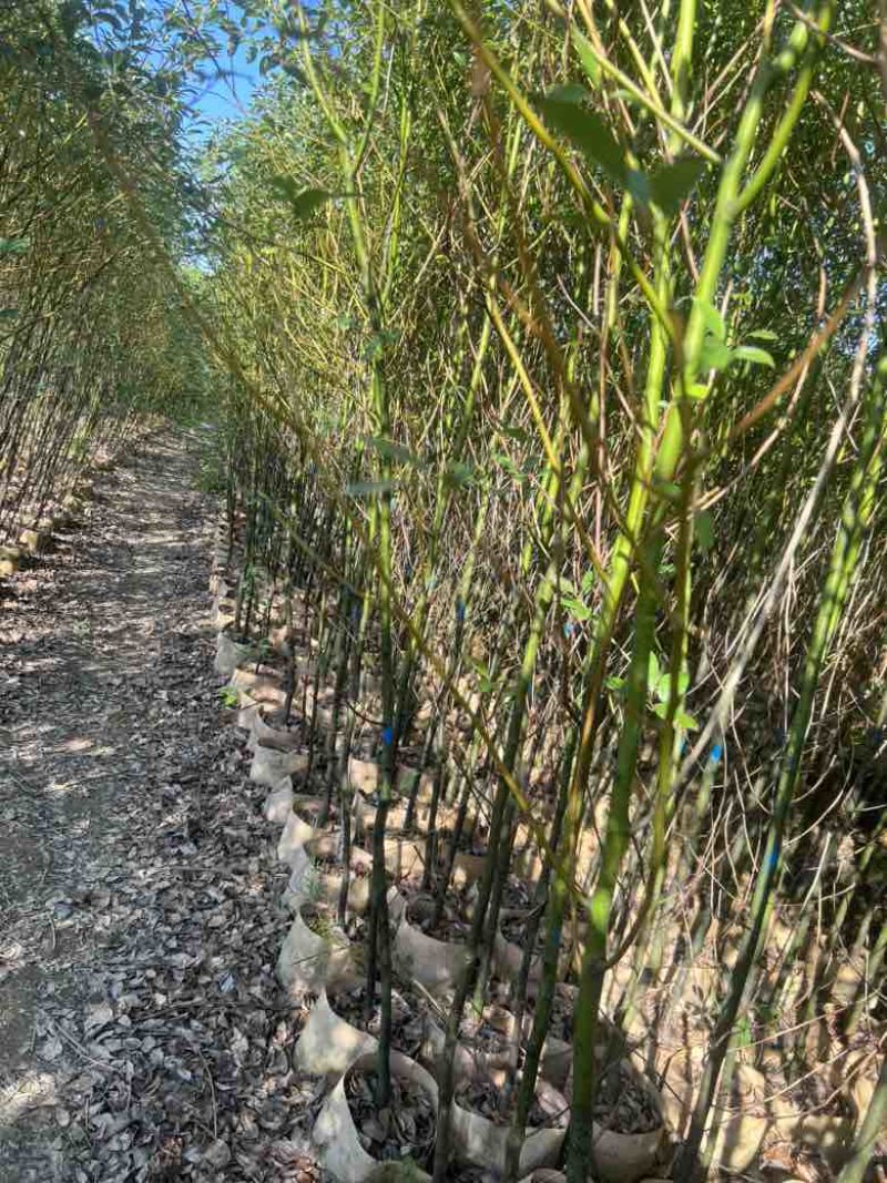 香樟原生苗1-3分，大量低价出售