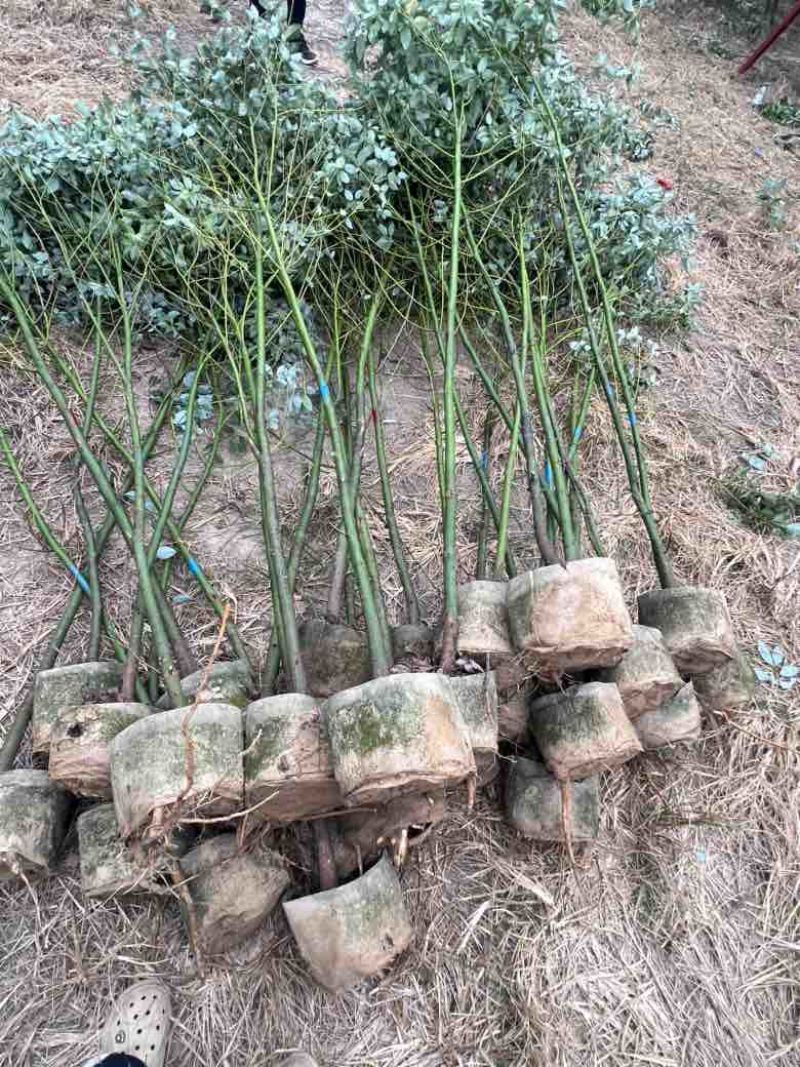香樟原生苗1-3分，大量低价出售