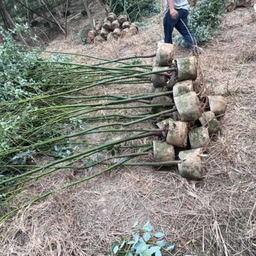香樟原生苗1-3分，大量低价出售