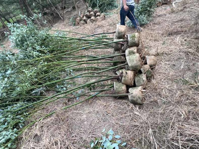 香樟原生苗1-3分，大量低价出售