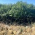香樟原生苗1-3分，大量低价出售