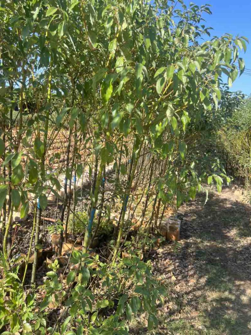 香樟原生苗1-3分，大量低价出售