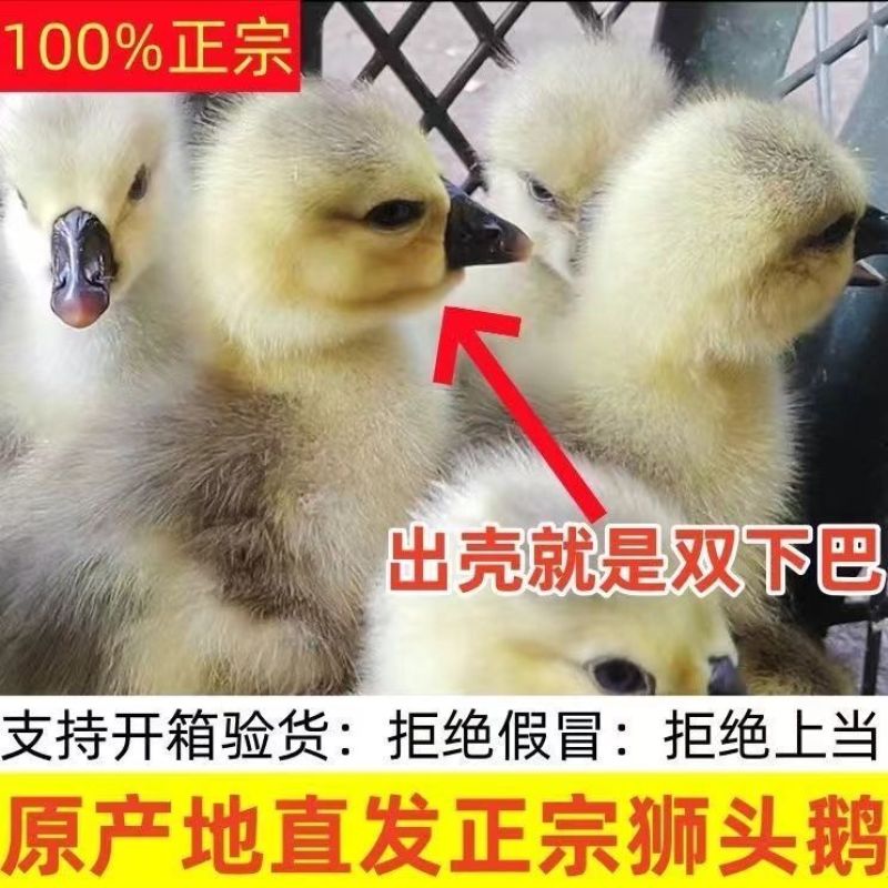 狮头鹅苗【满1000送100】包防疫货到满意付款包运输