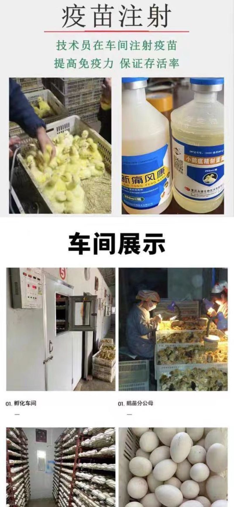 三花鹅苗【满1000送100】包防疫货到满意付款包运输