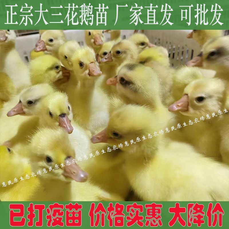 三花鹅苗【满1000送100】包防疫货到满意付款包运输