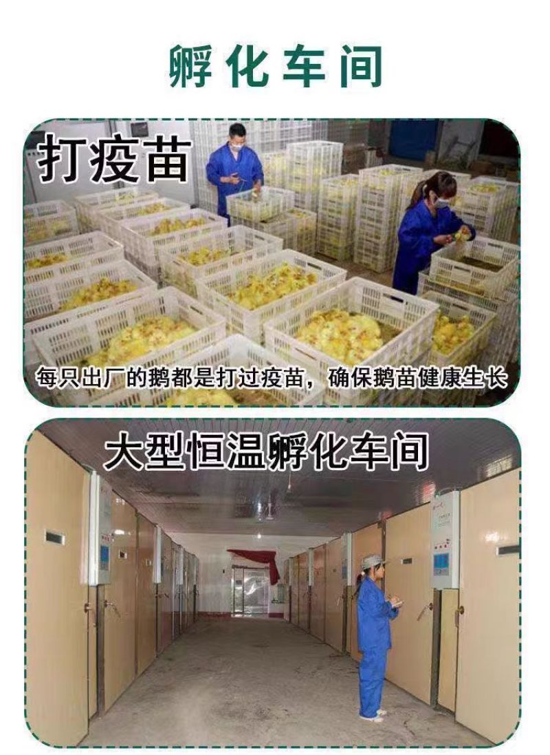 三花鹅苗【满1000送100】包防疫货到满意付款包运输