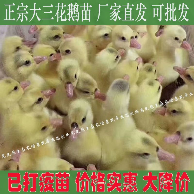 三花鹅苗【满1000送100】包防疫货到满意付款包运输