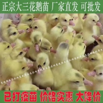 三花鹅苗【满1000送100】包防疫货到满意付款包运输