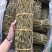 铁皮石斛条铁皮石斛枫斗散货片捆理条产地价格量大