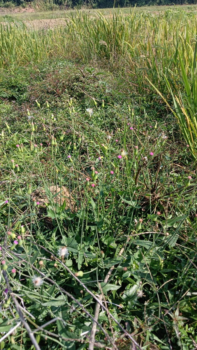 现挖，新鲜，一点红，叶下红，羊蹄草