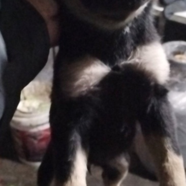 小狗