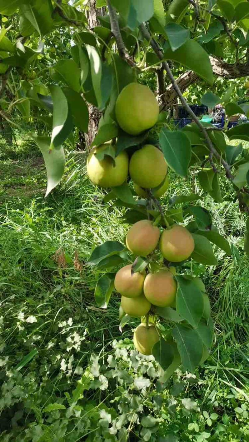 新疆库尔勒香梨，规格齐全，品质佳，保质保量，欢迎咨询