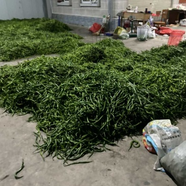 线椒