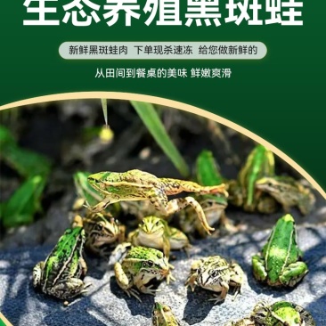 青蛙田鸡麻拐克马非牛蛙稻田生态养殖纯肉鲜活现杀