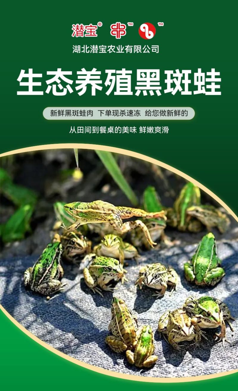 青蛙田鸡麻拐克马非牛蛙稻田生态养殖纯肉鲜活现杀