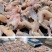 青蛙田鸡麻拐克马非牛蛙稻田生态养殖纯肉鲜活现杀