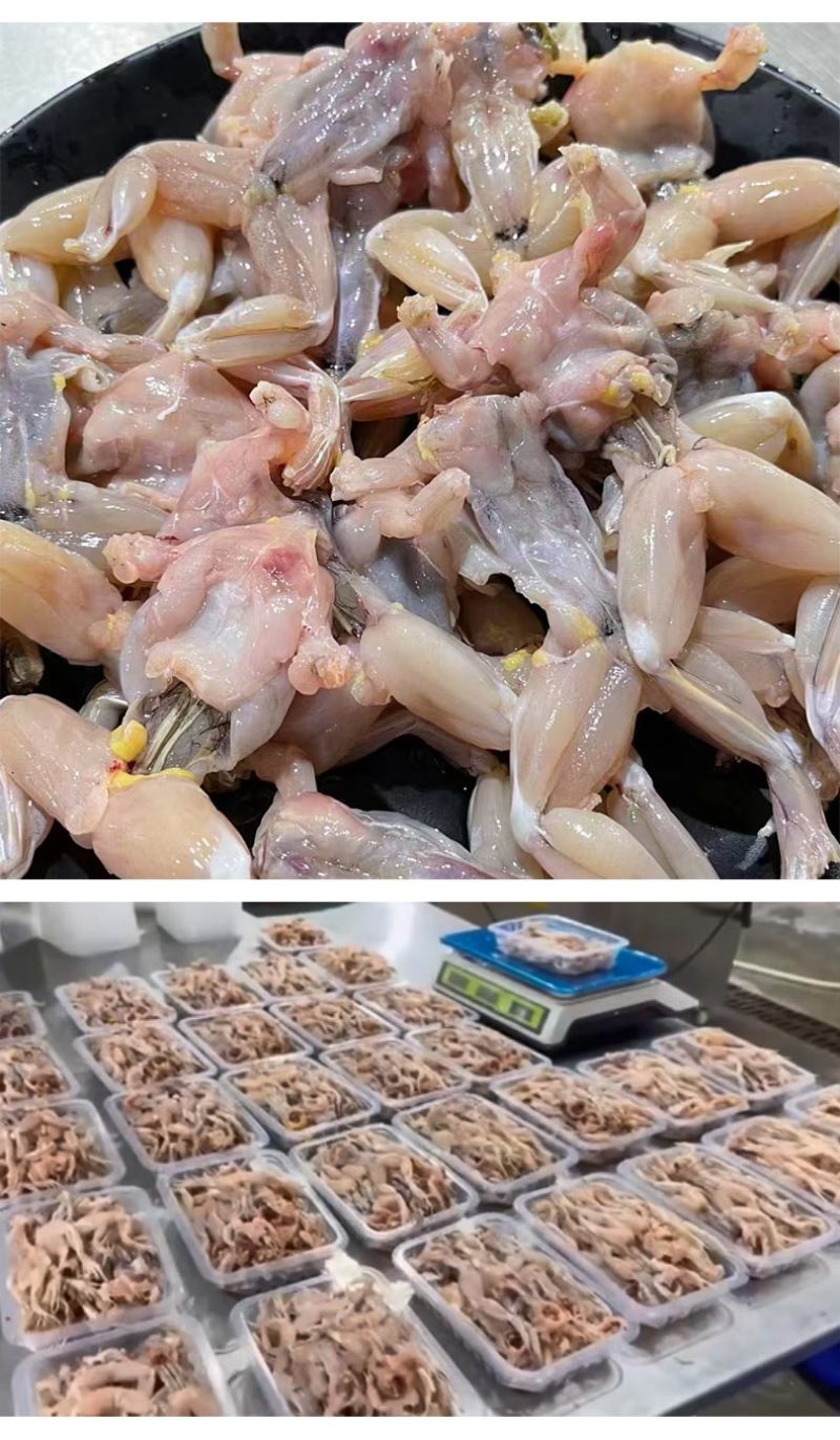 青蛙田鸡麻拐克马非牛蛙稻田生态养殖纯肉鲜活现杀
