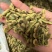 新鲜自产自销女贞子无杂质随时有货
