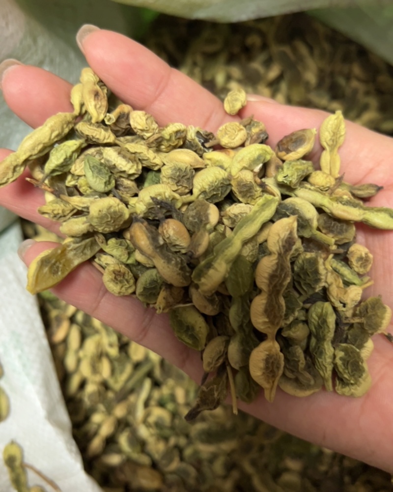 新鲜自产自销女贞子无杂质随时有货