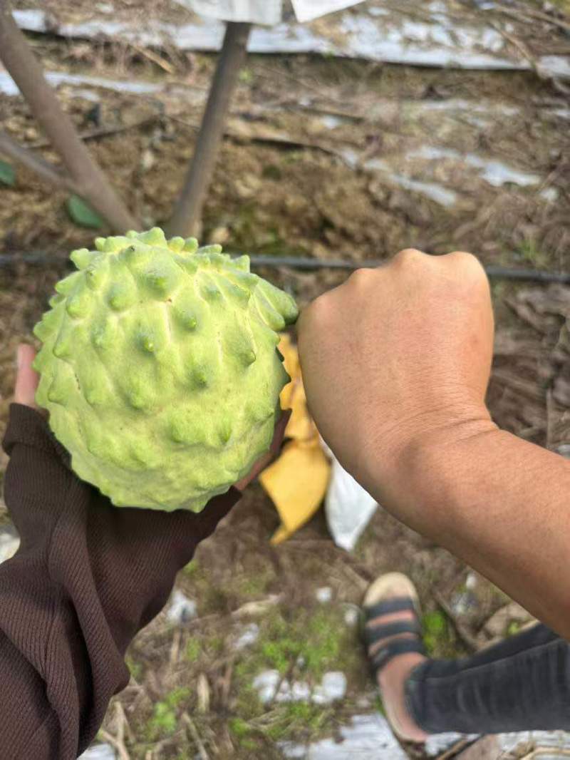云南释迦果冬果品质极高*甜的水果之一