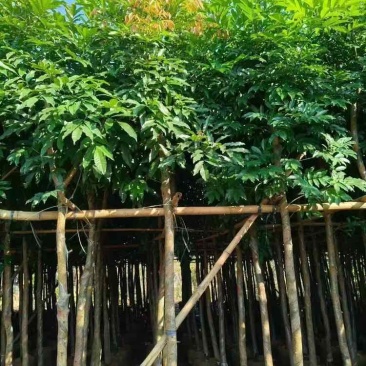 5～6分海南红豆需要老板联系***********
